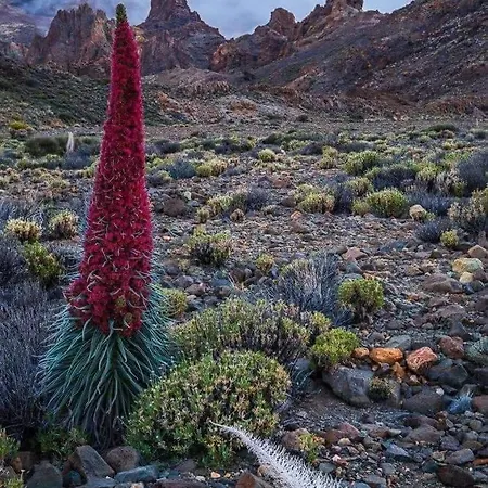 La Casita Ma Petite Folie Tenerife Santa Cruz de Tenerife Esterno foto