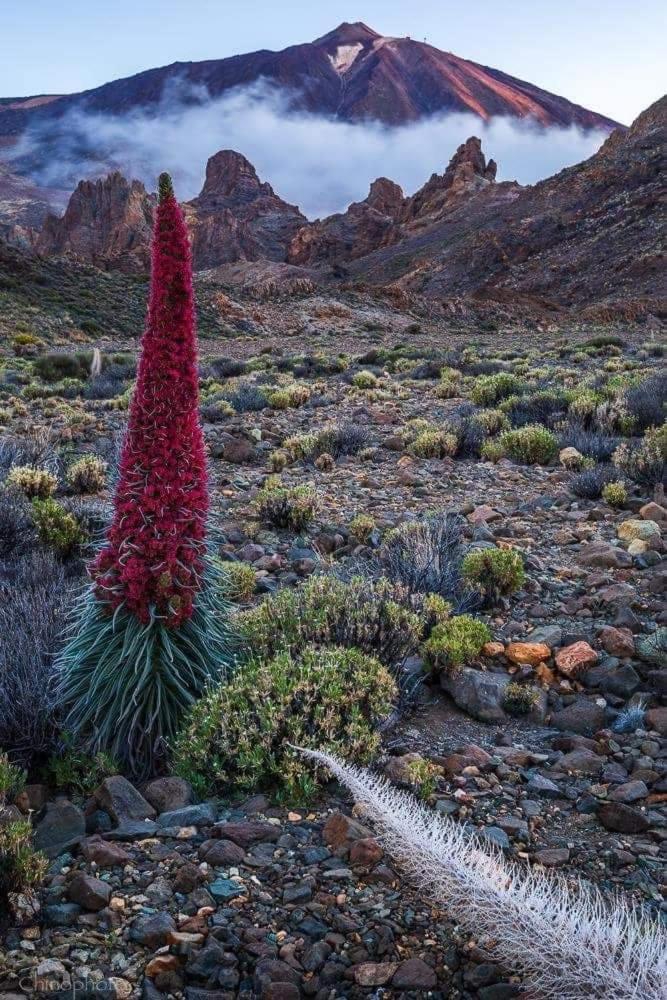 La Casita Ma Petite Folie Tenerife Casa vacanze *